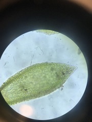 Pterigynandrum filiforme