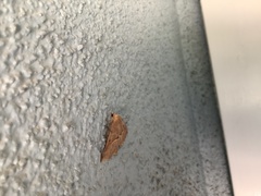 Tetracis cervinaria