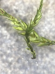 Pterigynandrum filiforme