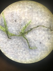 Pterigynandrum filiforme