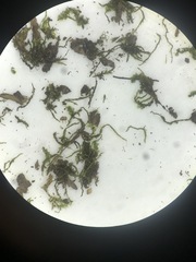 Pterigynandrum filiforme