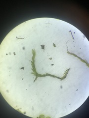 Pterigynandrum filiforme