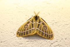 Bunaeopsis zaddachii