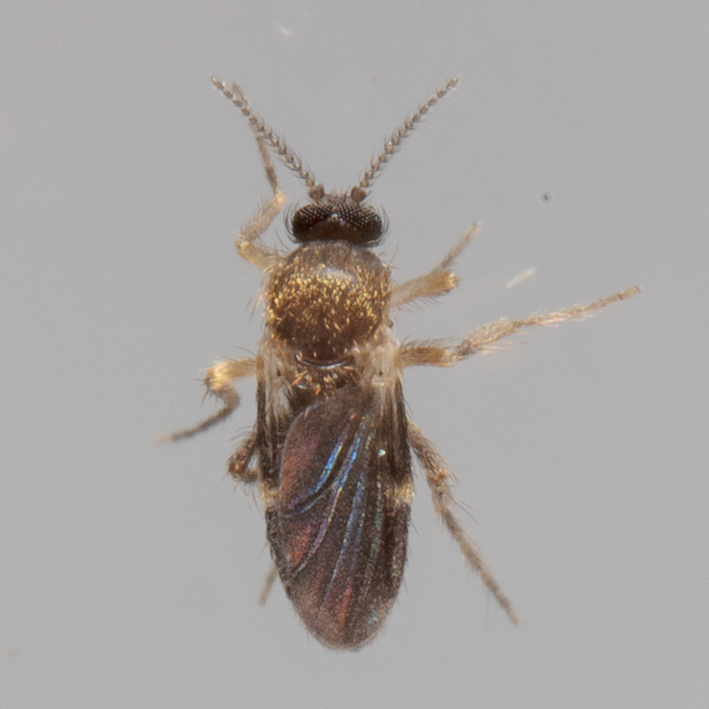 Forcipomyia bipunctata