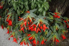 Begonia boliviensis
