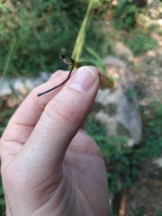 Hetaerina cruentata