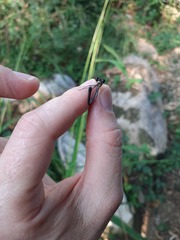 Hetaerina cruentata
