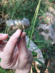 Hetaerina cruentata