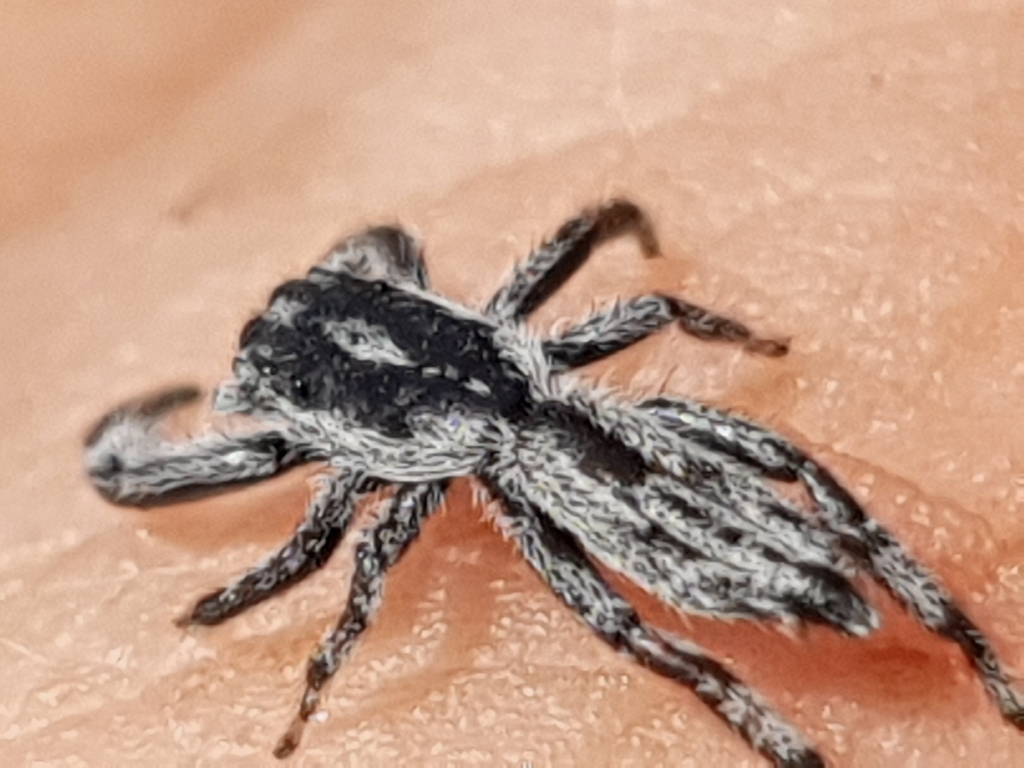 Holoplatys complanatiformis