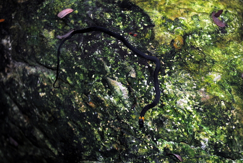 Ninia diademata