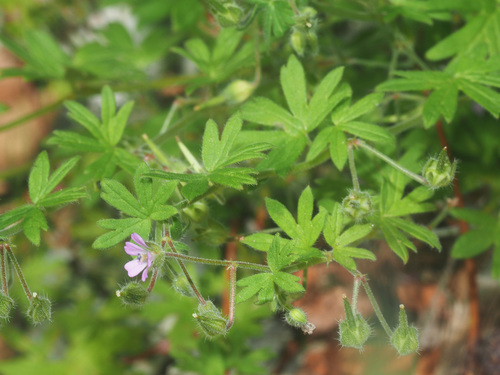 Smulkusis snaputis nuotrauka