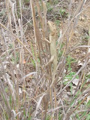 Diporiphora australis