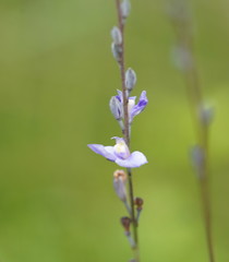Comesperma defoliatum