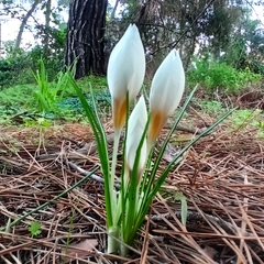 Crocus hyemalis