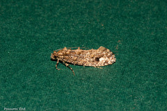 Lysiphragma epixyla