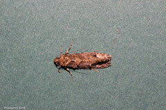 Lysiphragma epixyla