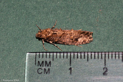 Lysiphragma epixyla
