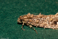 Lysiphragma epixyla