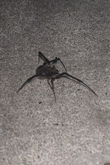 Latrodectus geometricus