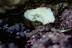 Diaulula sandiegensis