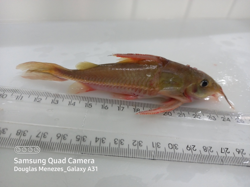 Nemadoras humeralis