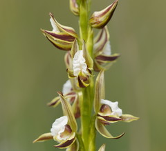 Prasophyllum australe