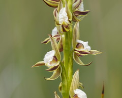 Prasophyllum australe