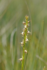 Prasophyllum australe