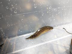 Umbra pygmaea