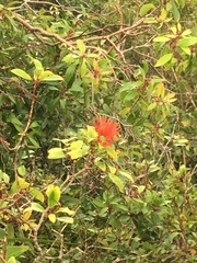 Metrosideros tremuloides