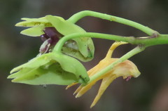Dendrobium fellowsii