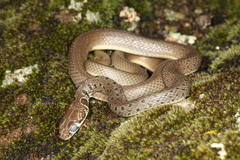 Platyceps najadum
