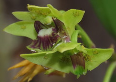 Dendrobium fellowsii
