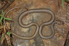 Platyceps najadum