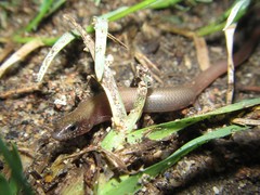 Glaphyromorphus punctulatus