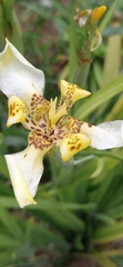 Trimezia steyermarkii