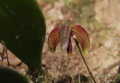 Bulbophyllum johnsonii