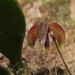 Bulbophyllum johnsonii - Photo (c) Christina Suttner, algunos derechos reservados (CC BY-NC)
