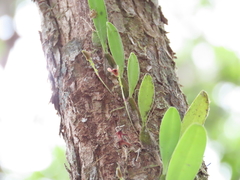 Bulbophyllum johnsonii