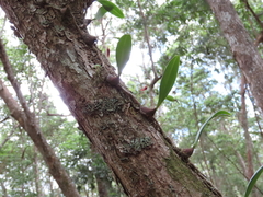 Bulbophyllum johnsonii