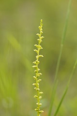 Microtis rara