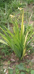 Trimezia steyermarkii