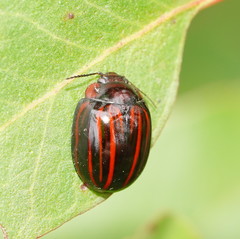 Paropsisterna semivittata