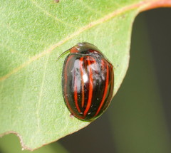 Paropsisterna semivittata