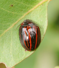 Paropsisterna semivittata