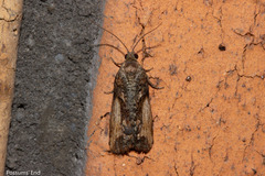 Harmologa scoliastis