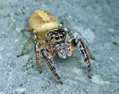 Opisthoncus alborufescens