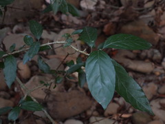 Benkara sinensis
