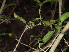Benkara sinensis