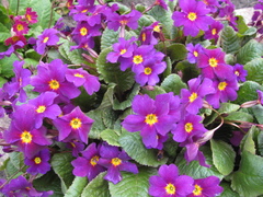 Primula × pruhonicensis